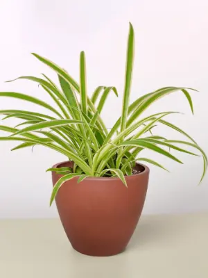 Spider Plant 'Reverse' — additional view