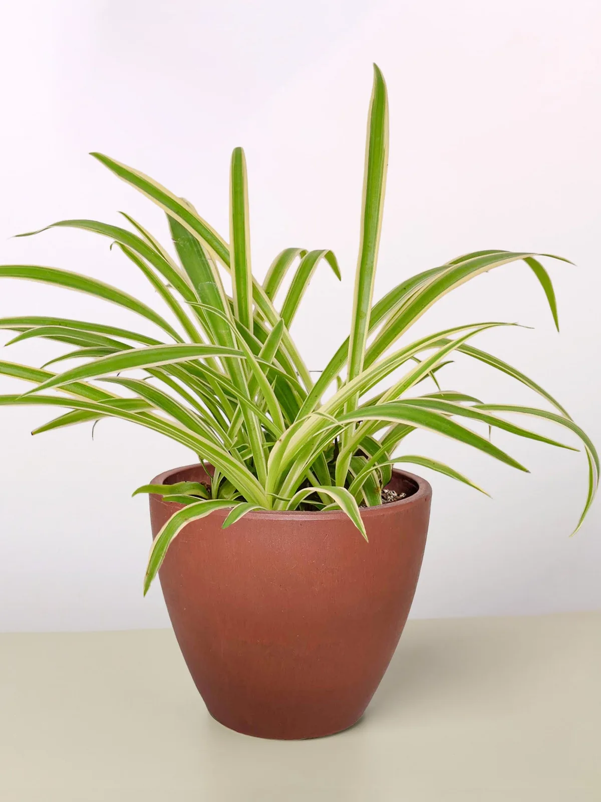 Spider Plant 