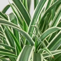 Spider Plant 'Reverse' — additional view