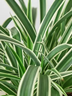 Spider Plant 'Reverse' — additional view