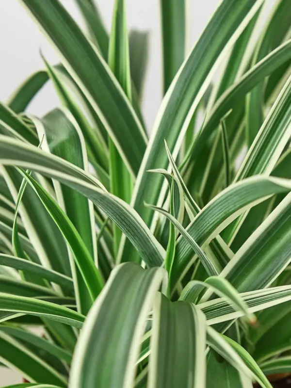 Spider Plant 'Reverse' — additional view