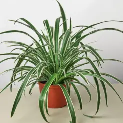 Spider Plant 'Reverse' — additional view
