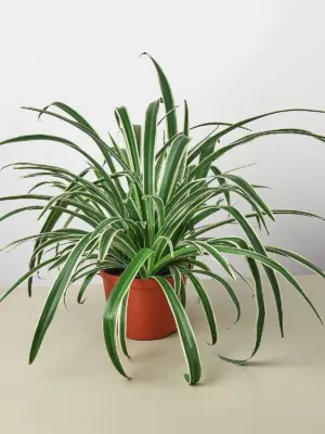 Spider Plant 'Reverse' — additional view