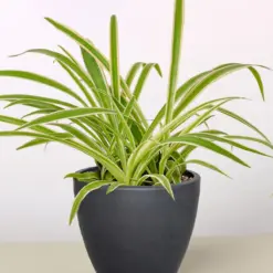 Spider Plant 'Reverse' — additional view