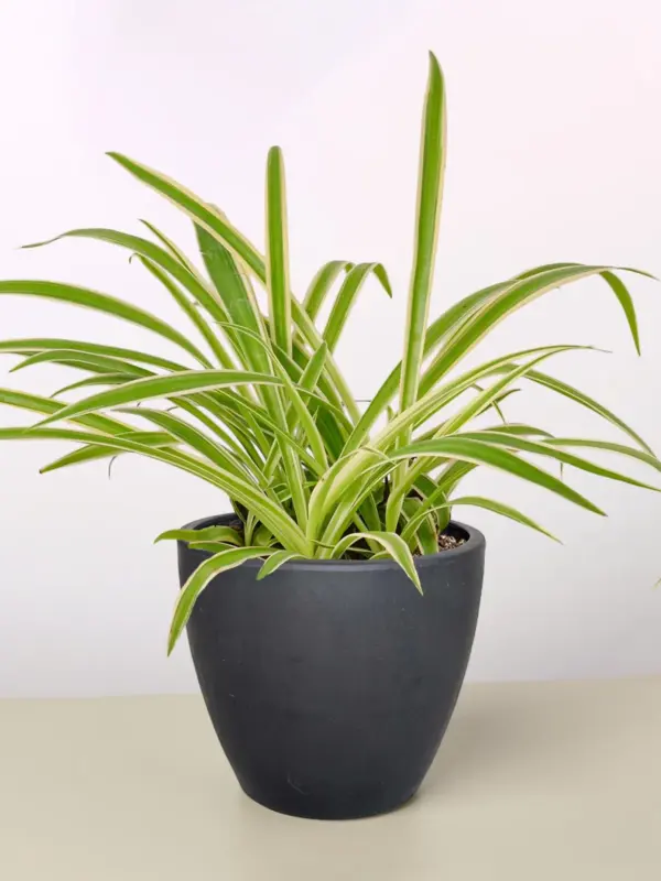 Spider Plant 'Reverse' — additional view