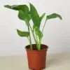 White Bird of Paradise 'Strelitzia Nicolai' houseplant
