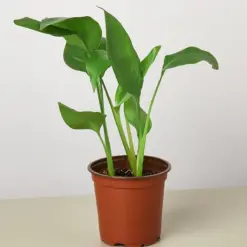 White Bird of Paradise 'Strelitzia Nicolai' houseplant