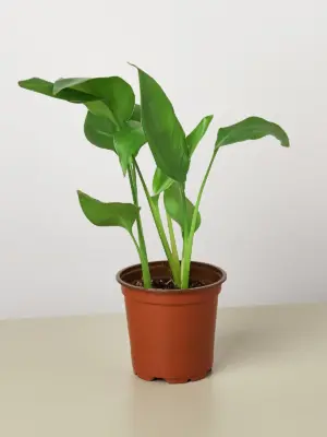 White Bird of Paradise 'Strelitzia Nicolai' houseplant