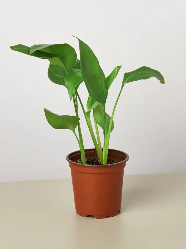 White Bird of Paradise 'Strelitzia Nicolai' houseplant