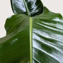 White Bird of Paradise 'Strelitzia Nicolai' — additional view