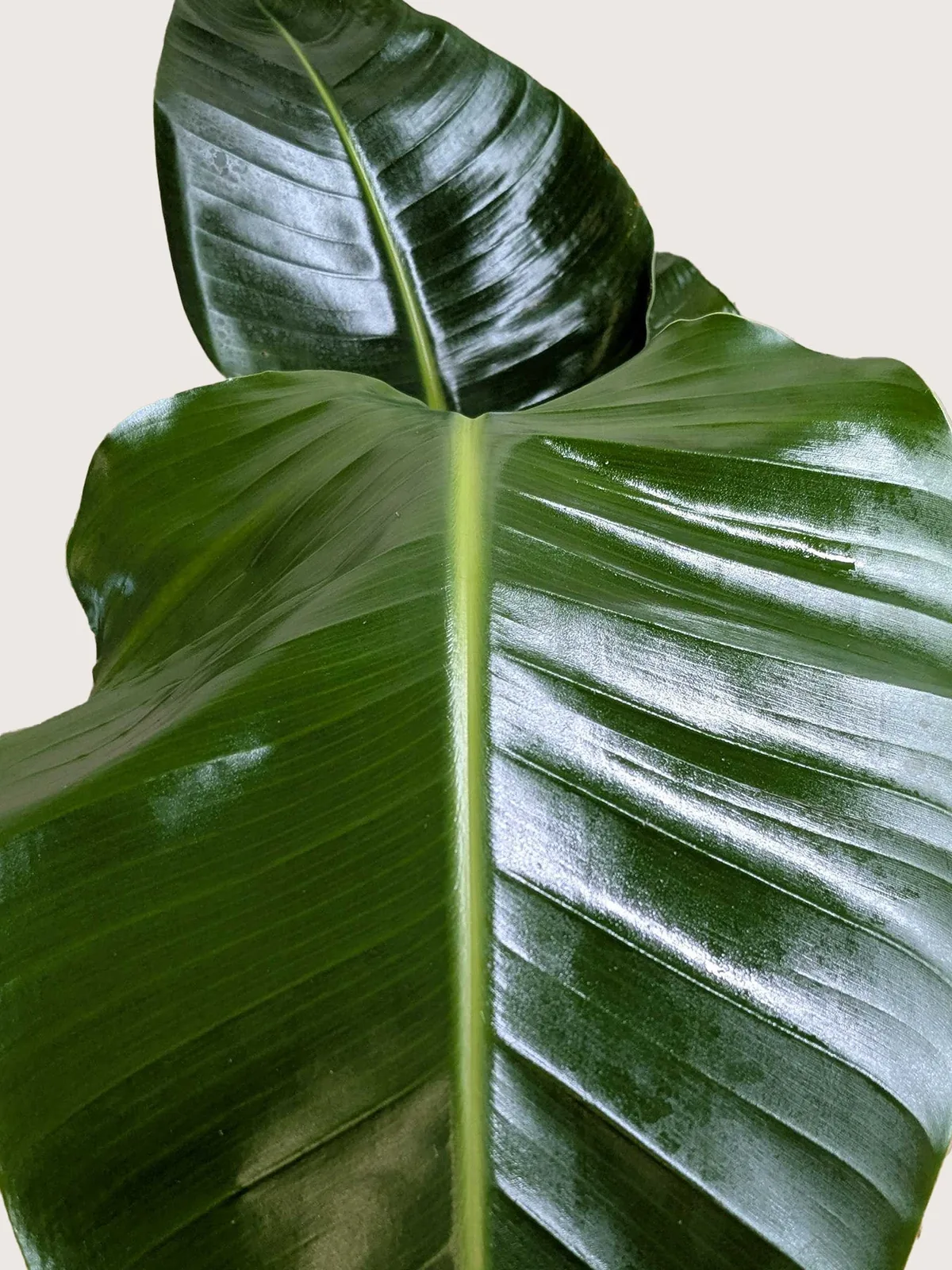 White Bird of Paradise 
