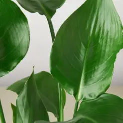 White Bird of Paradise 'Strelitzia Nicolai' — leaf detail close-up