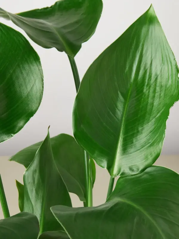 White Bird of Paradise 'Strelitzia Nicolai' — leaf detail close-up