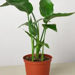 White Bird of Paradise 'Strelitzia Nicolai' — additional view