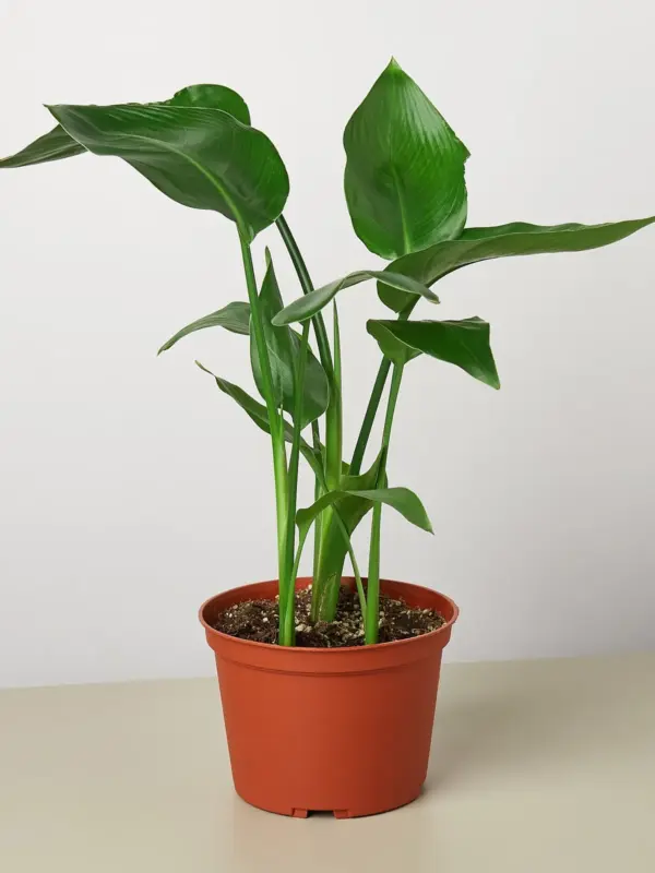 White Bird of Paradise 'Strelitzia Nicolai' — additional view