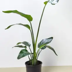 White Bird of Paradise 'Strelitzia Nicolai' — additional view