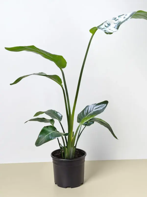 White Bird of Paradise 'Strelitzia Nicolai' — additional view