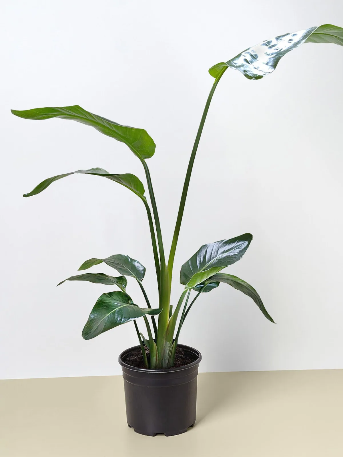 White Bird of Paradise 