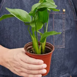 White Bird of Paradise 'Strelitzia Nicolai' — held in hand for size reference