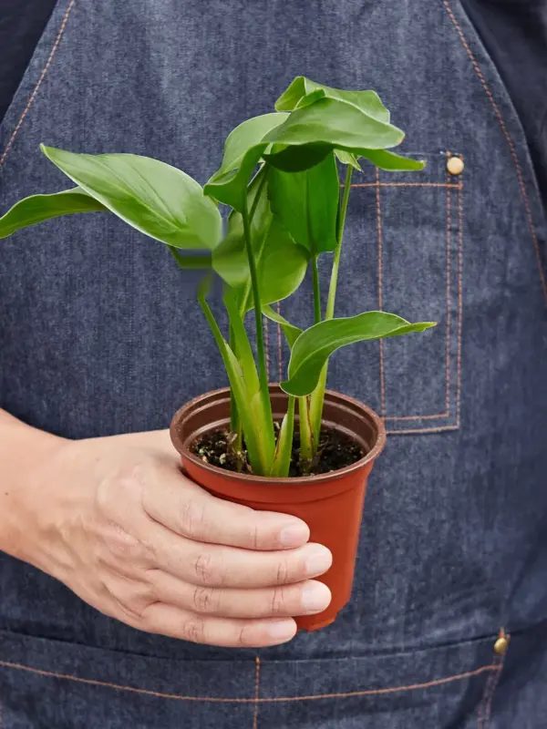 White Bird of Paradise 'Strelitzia Nicolai' — held in hand for size reference