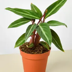 Stromanthe 'Sanguinea' houseplant