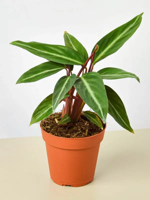 Stromanthe 'Sanguinea' houseplant