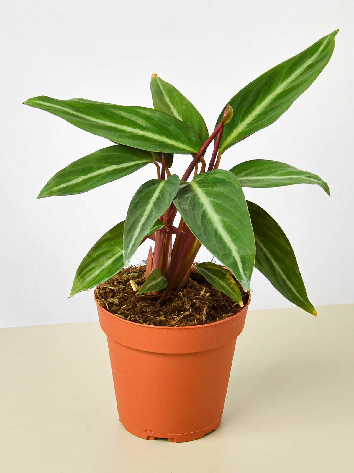 Stromanthe 