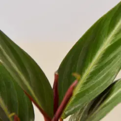 Stromanthe 'Sanguinea' — leaf detail close-up