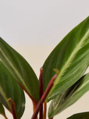 Stromanthe 'Sanguinea' — leaf detail close-up