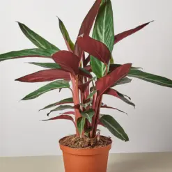Stromanthe 'Sanguinea' — additional view