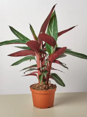 Stromanthe 'Sanguinea' — additional view