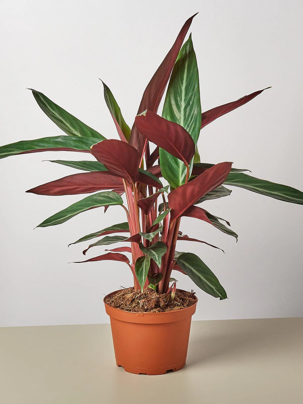 Stromanthe 