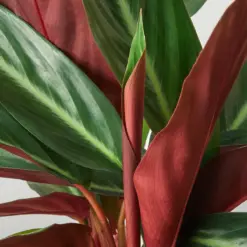 Stromanthe 'Sanguinea' — leaf detail close-up