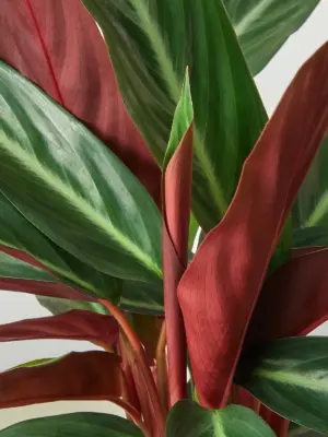 Stromanthe 'Sanguinea' — leaf detail close-up