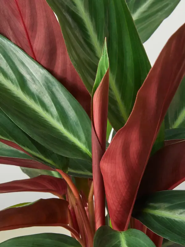 Stromanthe 'Sanguinea' — leaf detail close-up