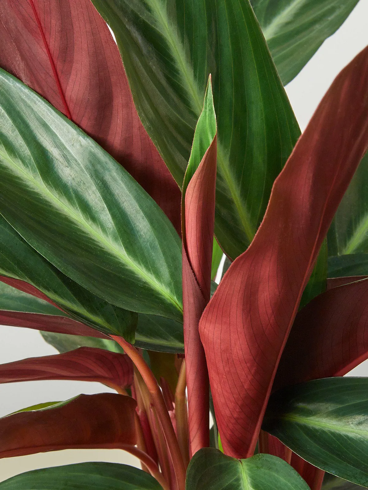 Stromanthe 