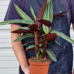 Stromanthe 'Sanguinea' — held in hand for size reference
