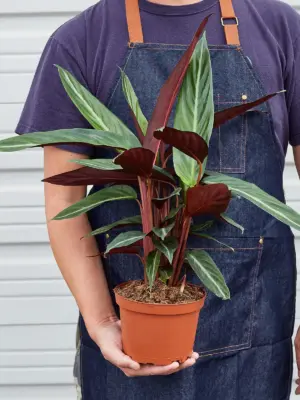 Stromanthe 'Sanguinea' — held in hand for size reference