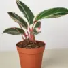 Stromanthe 'Triostar' houseplant