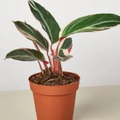 Stromanthe 'Triostar' houseplant