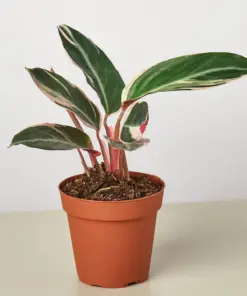 Stromanthe 'Triostar' houseplant