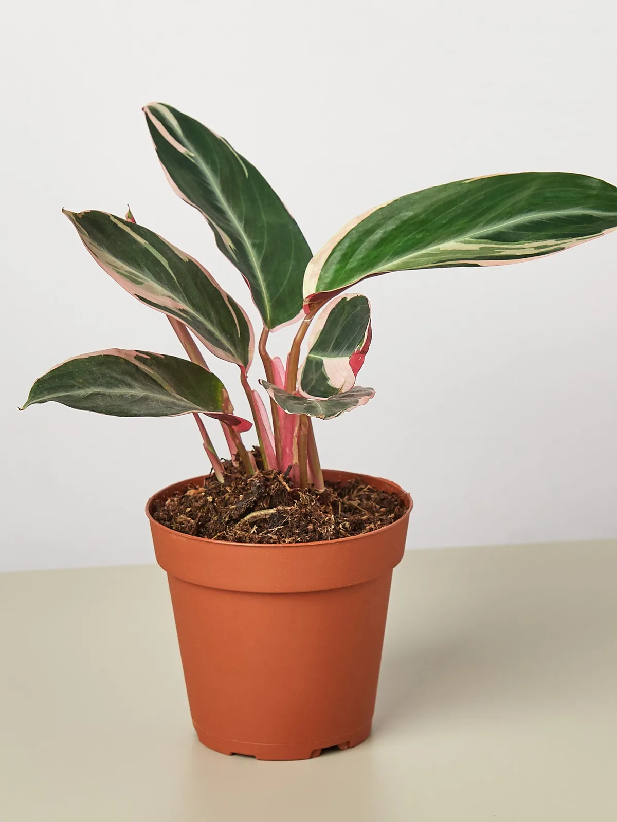 Stromanthe 