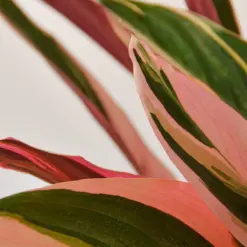 Stromanthe 'Triostar' — leaf detail close-up