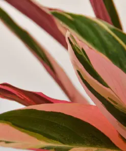 Stromanthe 'Triostar' — leaf detail close-up