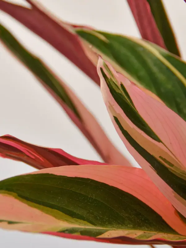 Stromanthe 'Triostar' — leaf detail close-up