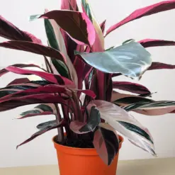 Stromanthe 'Triostar' — additional view