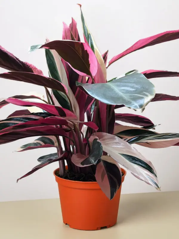 Stromanthe 'Triostar' — additional view