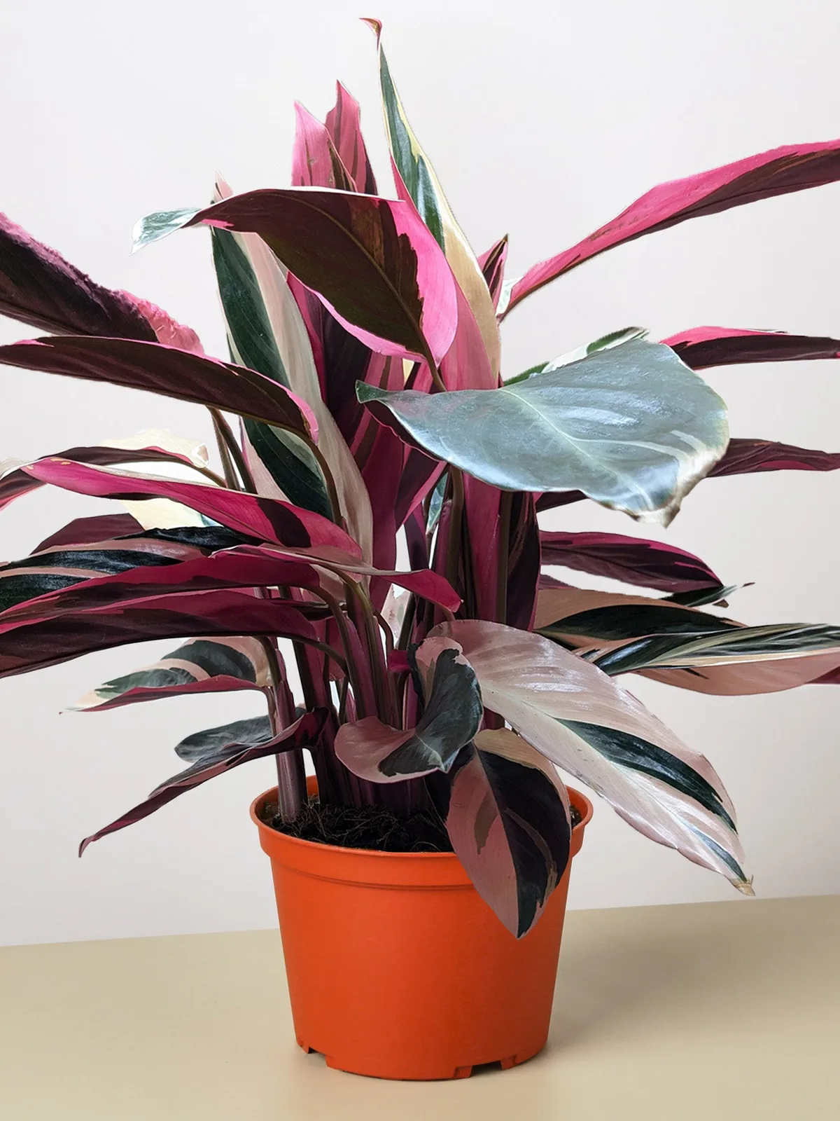 Stromanthe 
