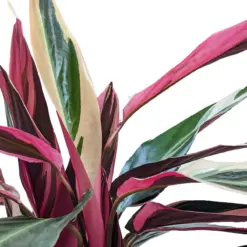 Stromanthe 'Triostar' — additional view