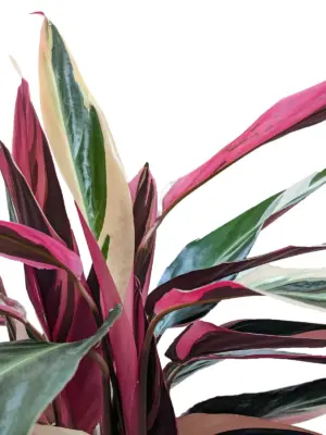 Stromanthe 'Triostar' — additional view